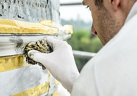Kirchenmaler erstellt Marmorimitationen am Marmorpalais in Berlin Potsdam Maler trägt mit einem Schwämmchen vorsichtig Farbe auf ein Fassade